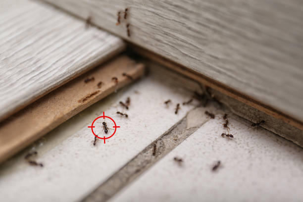 Best Ant Control Services  in Nora Springs, IA