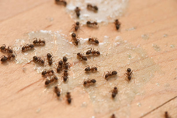 Best Emergency Pest Control  in Nora Springs, IA