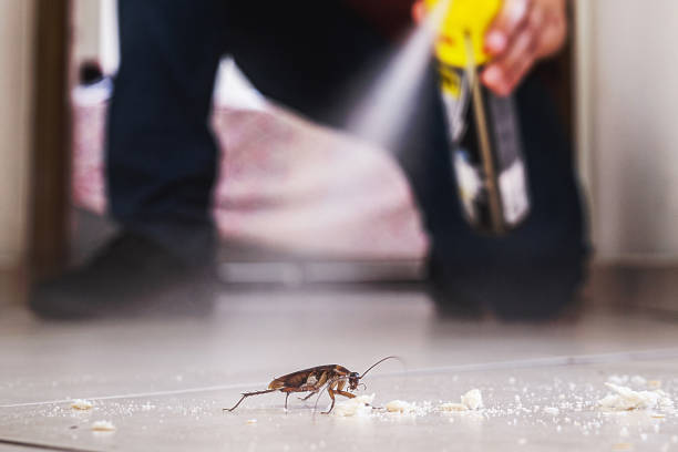 Best Bed Bug Extermination  in Nora Springs, IA